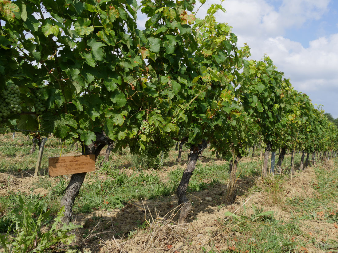 Виноградник на урожай